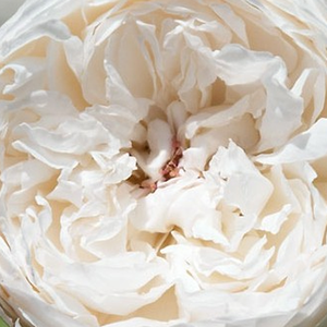 Kупить В Интернет-Магазине - Poзa Ауслевел - белая - Английская роза  - роза с сильно выраженным запахом - Дэвид Чарльз Хеншоу Остин - Красивый куст розы хорошо подходит для клумб или бордюров.